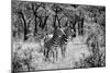 Awesome South Africa Collection B&W - Two Zebras-Philippe Hugonnard-Mounted Photographic Print