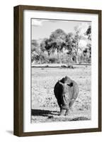 Awesome South Africa Collection B&W - White Rhino-Philippe Hugonnard-Framed Photographic Print