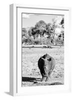 Awesome South Africa Collection B&W - White Rhino-Philippe Hugonnard-Framed Photographic Print