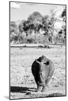 Awesome South Africa Collection B&W - White Rhino-Philippe Hugonnard-Mounted Photographic Print
