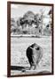 Awesome South Africa Collection B&W - White Rhino-Philippe Hugonnard-Framed Photographic Print