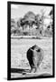 Awesome South Africa Collection B&W - White Rhino-Philippe Hugonnard-Framed Photographic Print