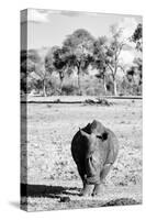 Awesome South Africa Collection B&W - White Rhino-Philippe Hugonnard-Stretched Canvas