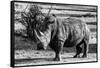 Awesome South Africa Collection B&W - White Rhinoceros-Philippe Hugonnard-Framed Stretched Canvas