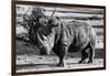 Awesome South Africa Collection B&W - White Rhinoceros-Philippe Hugonnard-Framed Photographic Print