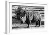 Awesome South Africa Collection B&W - White Rhinoceros-Philippe Hugonnard-Framed Photographic Print