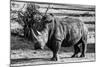 Awesome South Africa Collection B&W - White Rhinoceros-Philippe Hugonnard-Mounted Photographic Print