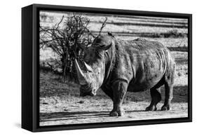 Awesome South Africa Collection B&W - White Rhinoceros-Philippe Hugonnard-Framed Stretched Canvas