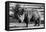 Awesome South Africa Collection B&W - White Rhinoceros-Philippe Hugonnard-Framed Stretched Canvas