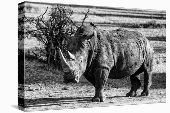 Awesome South Africa Collection B&W - White Rhinoceros-Philippe Hugonnard-Stretched Canvas