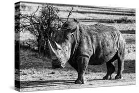 Awesome South Africa Collection B&W - White Rhinoceros-Philippe Hugonnard-Stretched Canvas