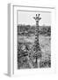 Awesome South Africa Collection B&W - Young Giraffe-Philippe Hugonnard-Framed Photographic Print