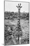 Awesome South Africa Collection B&W - Young Giraffe-Philippe Hugonnard-Mounted Photographic Print