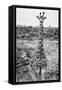 Awesome South Africa Collection B&W - Young Giraffe-Philippe Hugonnard-Framed Stretched Canvas