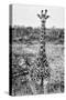 Awesome South Africa Collection B&W - Young Giraffe-Philippe Hugonnard-Stretched Canvas