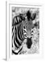 Awesome South Africa Collection B&W - Zebra Portrait II-Philippe Hugonnard-Framed Photographic Print