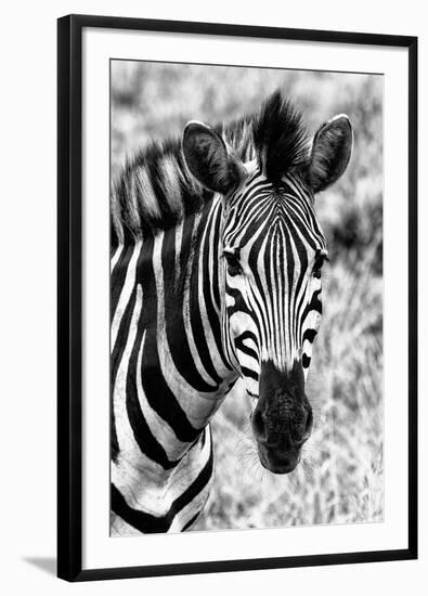 Awesome South Africa Collection B&W - Zebra Portrait II-Philippe Hugonnard-Framed Photographic Print