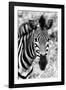 Awesome South Africa Collection B&W - Zebra Portrait II-Philippe Hugonnard-Framed Photographic Print