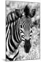 Awesome South Africa Collection B&W - Zebra Portrait II-Philippe Hugonnard-Mounted Photographic Print