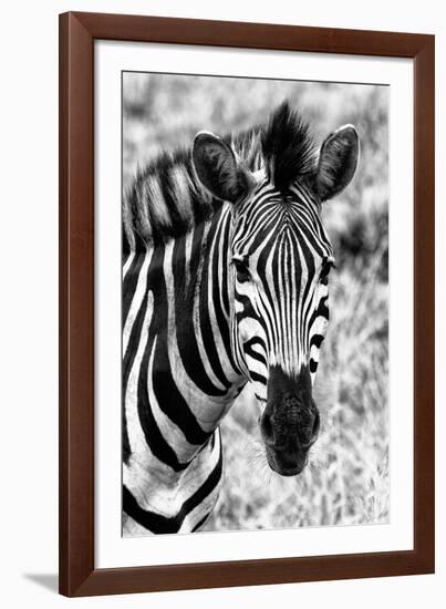 Awesome South Africa Collection B&W - Zebra Portrait II-Philippe Hugonnard-Framed Photographic Print