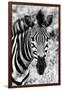 Awesome South Africa Collection B&W - Zebra Portrait II-Philippe Hugonnard-Framed Photographic Print