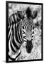 Awesome South Africa Collection B&W - Zebra Portrait II-Philippe Hugonnard-Framed Photographic Print