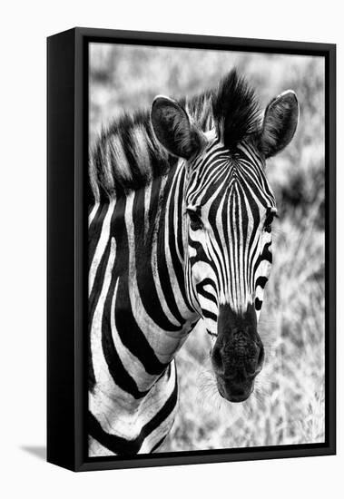 Awesome South Africa Collection B&W - Zebra Portrait II-Philippe Hugonnard-Framed Stretched Canvas