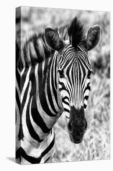 Awesome South Africa Collection B&W - Zebra Portrait II-Philippe Hugonnard-Stretched Canvas
