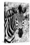 Awesome South Africa Collection B&W - Zebra Portrait II-Philippe Hugonnard-Stretched Canvas