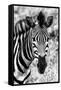 Awesome South Africa Collection B&W - Zebra Portrait II-Philippe Hugonnard-Framed Stretched Canvas