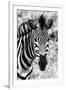 Awesome South Africa Collection B&W - Zebra Portrait II-Philippe Hugonnard-Framed Photographic Print