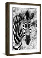 Awesome South Africa Collection B&W - Zebra Portrait II-Philippe Hugonnard-Framed Photographic Print