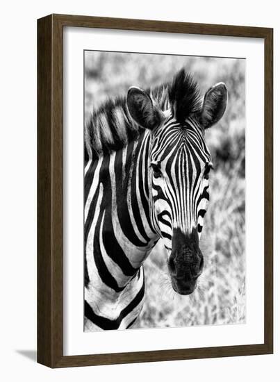 Awesome South Africa Collection B&W - Zebra Portrait II-Philippe Hugonnard-Framed Photographic Print