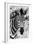 Awesome South Africa Collection B&W - Zebra Portrait II-Philippe Hugonnard-Framed Premium Photographic Print