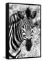 Awesome South Africa Collection B&W - Zebra Portrait II-Philippe Hugonnard-Framed Stretched Canvas