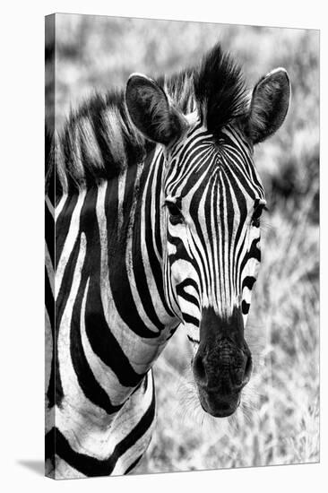 Awesome South Africa Collection B&W - Zebra Portrait II-Philippe Hugonnard-Stretched Canvas