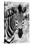 Awesome South Africa Collection B&W - Zebra Portrait II-Philippe Hugonnard-Stretched Canvas