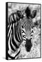 Awesome South Africa Collection B&W - Zebra Portrait II-Philippe Hugonnard-Framed Stretched Canvas