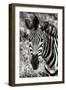 Awesome South Africa Collection B&W - Zebra Portrait-Philippe Hugonnard-Framed Photographic Print