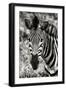 Awesome South Africa Collection B&W - Zebra Portrait-Philippe Hugonnard-Framed Photographic Print