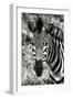 Awesome South Africa Collection B&W - Zebra Portrait-Philippe Hugonnard-Framed Photographic Print