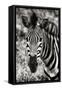 Awesome South Africa Collection B&W - Zebra Portrait-Philippe Hugonnard-Framed Stretched Canvas