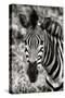 Awesome South Africa Collection B&W - Zebra Portrait-Philippe Hugonnard-Stretched Canvas