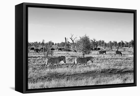 Awesome South Africa Collection B&W - Zebras Herd on Savanna II-Philippe Hugonnard-Framed Stretched Canvas