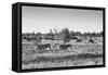 Awesome South Africa Collection B&W - Zebras Herd on Savanna II-Philippe Hugonnard-Framed Stretched Canvas