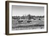 Awesome South Africa Collection B&W - Zebras Herd on Savanna II-Philippe Hugonnard-Framed Photographic Print