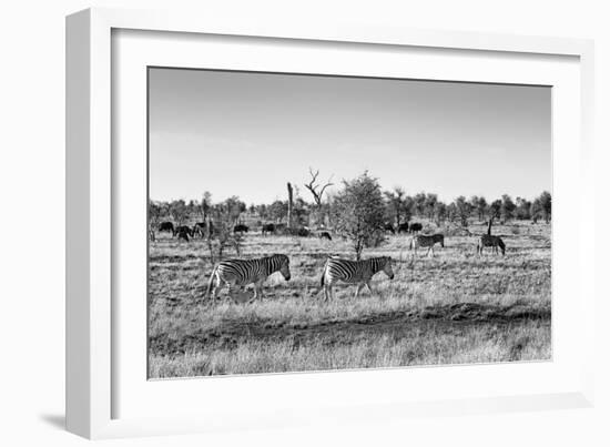 Awesome South Africa Collection B&W - Zebras Herd on Savanna II-Philippe Hugonnard-Framed Photographic Print