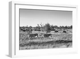 Awesome South Africa Collection B&W - Zebras Herd on Savanna II-Philippe Hugonnard-Framed Photographic Print