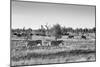 Awesome South Africa Collection B&W - Zebras Herd on Savanna II-Philippe Hugonnard-Mounted Photographic Print