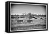 Awesome South Africa Collection B&W - Zebras Herd on Savanna III-Philippe Hugonnard-Framed Stretched Canvas